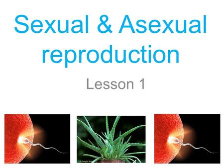 Sexual & Asexual reproduction Lesson 1.  Sexual reproduction in plants  Importance of sexual reproduction.