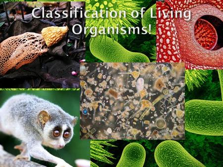  Classification: is the arrangement of things into groups of similar items.  A Dichotomous Key: is a tool used to identify organisms based on contrasting.