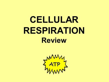 CELLULAR RESPIRATION Review