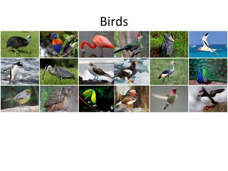 Birds. Characteristics Forelimbs  wings Feathers (of beta keratin, same protein in scales of legs) Flight requires lots of energy – Features that reduce.