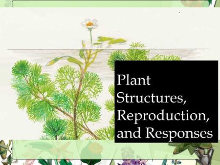 Plant Structures, Reproduction, and Responses