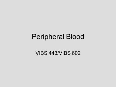 Peripheral Blood VIBS 443/VIBS 602. White blood cells in blood.