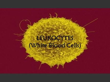 LEUKOCYTES (White Blood Cells). Classes 2 main classes: Granulocytes – have a grainy cytoplasm Agranulocytes – have a clear cytoplasm.