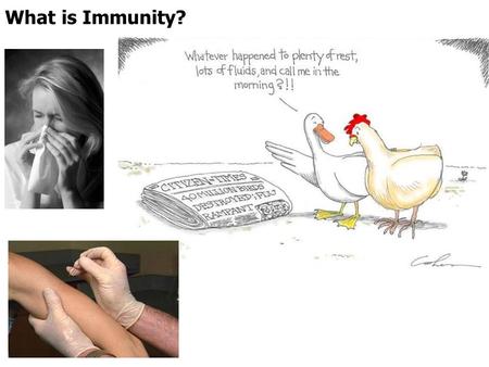 What is Immunity?. Immunity and Disease ■ Immunity is the ability of organisms to defend themselves against pathogens and toxins. ■ Infection is the harmful.