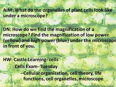 AIM: What do the organelles of plant cells look like under a microscope? DN: How do we find the magnification of a microscope? Find the magnification of.