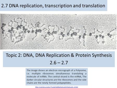 Topic 2: DNA, DNA Replication & Protein Synthesis