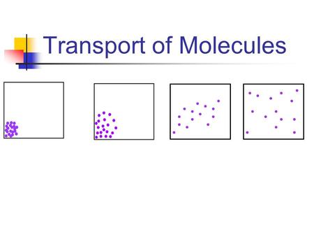 Transport of Molecules. concentration Where is there a higher concentration of yellow dots? AB.