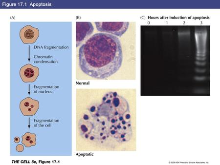 Figure 17.1 Apoptosis. Figure 17.2 Phagocytosis of apoptotic cells.