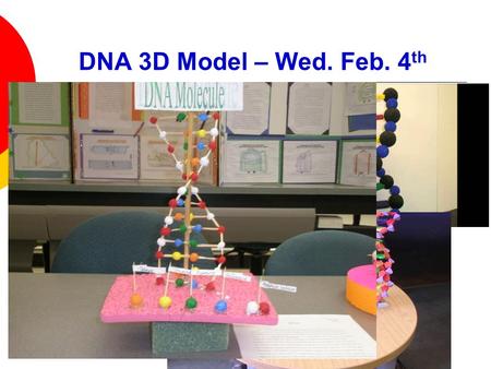DNA 3D Model – Wed. Feb. 4 th. DNA Review 1. What does DNA stand for?  Deoxyribonucleic Acid.