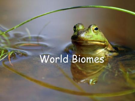 World Biomes. Why are ecosystems and Biomes so different? The climate The climate is the main driving force in an ecosystem. It affects.. 3. The animals.