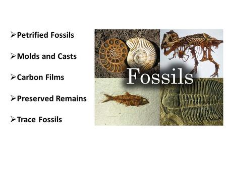  Petrified Fossils  Molds and Casts  Carbon Films  Preserved Remains  Trace Fossils.