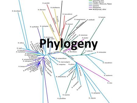 Phylogeny.