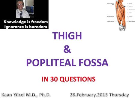 thigh & popliteal fossa