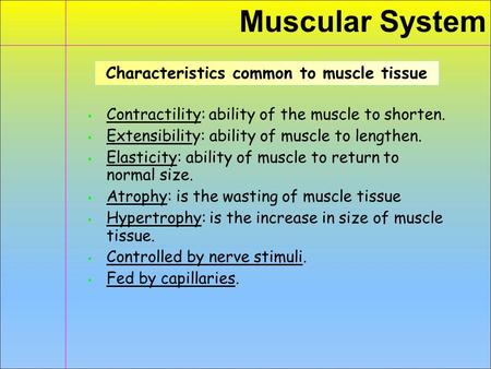Muscular System ▪ Contractility: ability of the muscle to shorten. ▪ Extensibility: ability of muscle to lengthen. ▪ Elasticity: ability of muscle to return.