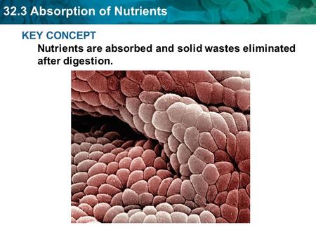 Most absorption of nutrients occurs in the small intestine.