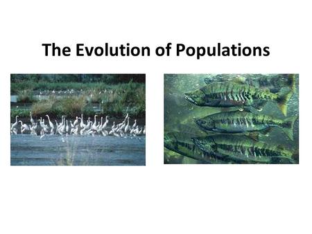 The Evolution of Populations. Populations A group of organisms of the same species living in the same area at the same time A population of water buffalo.