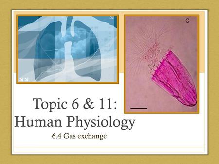 Topic 6 & 11: Human Physiology