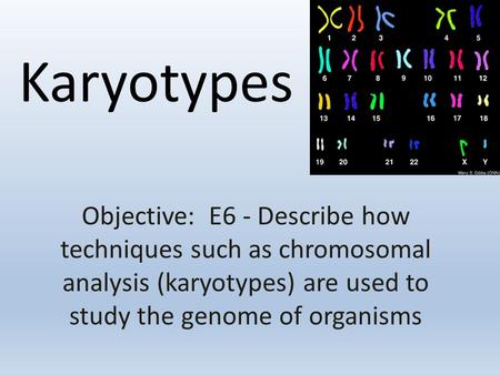 Karyotypes Objective: E6 - Describe how techniques such as chromosomal analysis (karyotypes) are used to study the genome of organisms.