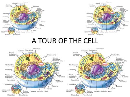 A TOUR OF THE CELL. MICROSCOPES PROVIDE WINDOWS TO THE WORLD OF THE CELL – THERE ARE MANY DIFFERENT TYPES OF MICROSCOPES COMPOUND LIGHT MICROSCOPE.