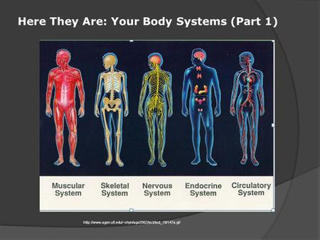 Here They Are: Your Body Systems (Part 1)