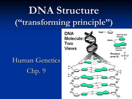 DNA Structure (“transforming principle”) Human Genetics Chp. 9.