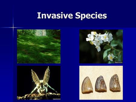 Invasive Species. Review Native Species - A species which has evolved to adapt to specific conditions in a particular region Native Species - A species.