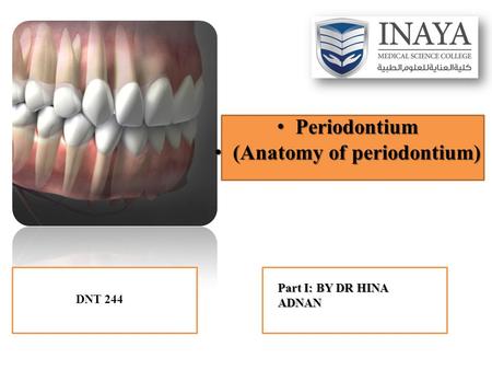 Periodontium (Anatomy of periodontium)