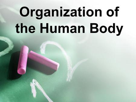 Organization of the Human Body. Let’s do a quick activity!  SHxl9dhM8shttp://www.youtube.com/watch?v=q SHxl9dhM8s.