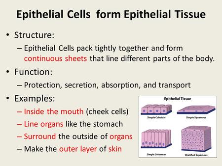 Epithelial Cells form Epithelial Tissue Structure: – Epithelial Cells pack tightly together and form continuous sheets that line different parts of the.