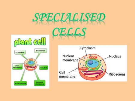 Specialised Cells.