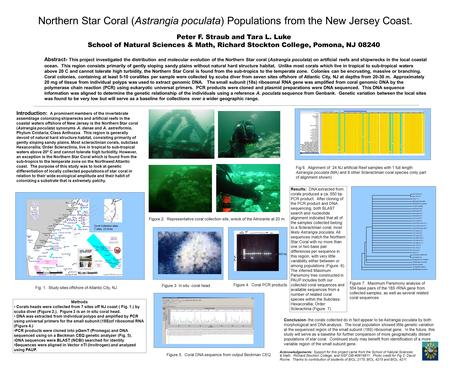 Northern Star Coral (Astrangia poculata) Populations from the New Jersey Coast. Abstract- This project investigated the distribution and molecular evolution.