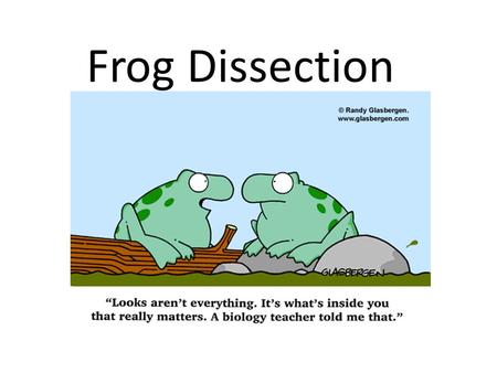 Frog Dissection. Why do you think we are dissecting frogs??