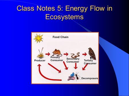 Class Notes 5: Energy Flow in Ecosystems I. Energy Flow A. Ecologists trace the flow of energy through communities to discover nutritional relationships.