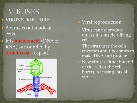 VIRUS STRUCTURE A virus is not made of cells It is nucleic acid (DNA or RNA) surrounded by protein coat (capsid) Virus can’t reproduce unless it is inside.