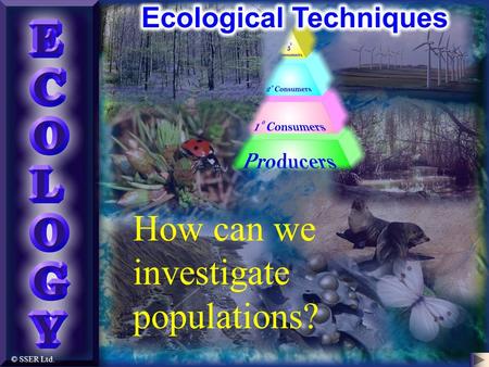 © SSER Ltd. How can we investigate populations?. Ecological Techniques A variety of universal practical approaches exist for investigating the biotic.