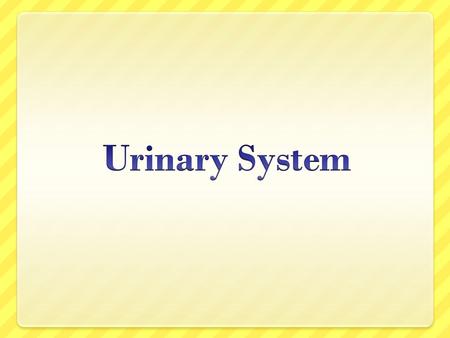 presentation of urinary system