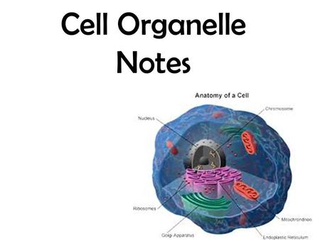 Cell Organelle Notes. Y OU M UST K NOW Three differences between prokaryotic and eukaryotic cells. The structure and function of organelles common to.
