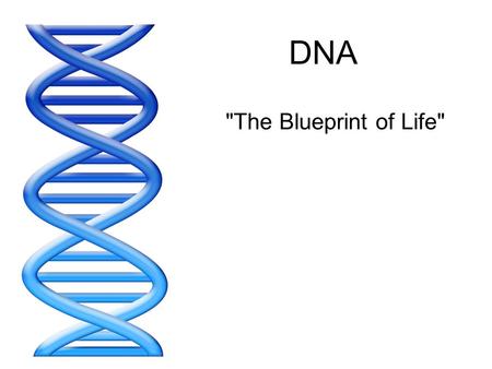 DNA The Blueprint of Life. DNA stands for... D_________N_______ A____.