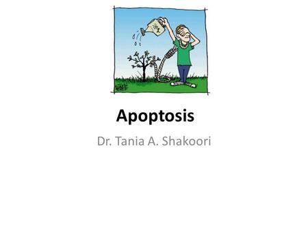Apoptosis Dr. Tania A. Shakoori. Apoptosis Apoptosis -programmed cell deathprogrammed cell death 3 stages – Initiation » (depending on where the the signal.