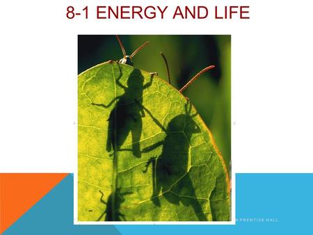 8-1 ENERGY AND LIFE COPYRIGHT PEARSON PRENTICE HALL.