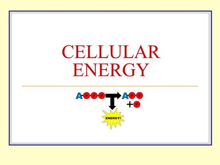 CELLULAR ENERGY All Cells Need Energy Cells need energy to do a variety of work: Making new molecules. Building membranes and organelles. Moving molecules.