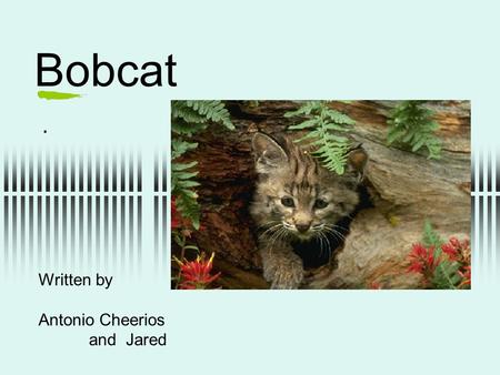 Bobcat. Written by Antonio Cheerios and Jared. protection  It has big sharp teeth to protect themselves from predators.  In the winter it covers itself.