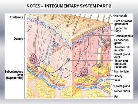 NOTES – INTEGUMENTARY SYSTEM PART 2. Fingernails grow nearly 4 times faster than toenails. SKIN FACTS.