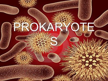 PROKARYOTE S María Paula Vélez R. Prokaryotes are the most numerous organisms on earth. They are found almost everywhere, from the skin of a fingertip.