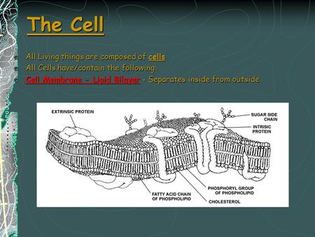 The Cell All Living things are composed of cells All Cells have/contain the following: Cell Membrane - Lipid Bilayer - Separates inside from outside.