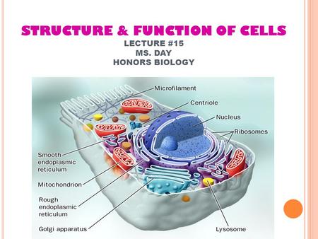 STRUCTURE & FUNCTION OF CELLS LECTURE #15 MS. DAY HONORS BIOLOGY