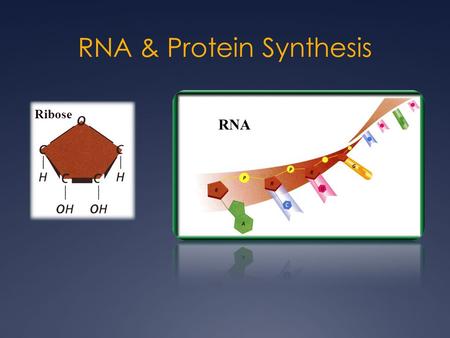 RNA & Protein Synthesis Ribose RNA. DNARNA StructureDouble Stranded Single Stranded Bases- PurinesAdenine (A) Guanine (G) Bases - Pyrimidines Cytosine.