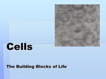 Cells The Building Blocks of Life Endoplasmic reticulum Cytoplasm Nucleus and Nucleolus Mitochondria Lysosome Golgi complex Cell membrane Ribosome.