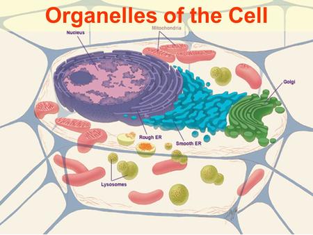 Organelles of the Cell.