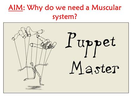 AIM: Why do we need a Muscular system?. DO NOW: Explain how puppets work HW: Identify the 3 types of muscle and provide examples of each.